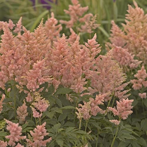 Live Peach Astilbe Bare Root. Multiple Eyes. Loves Shade. Easy to Grow