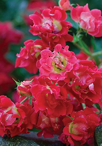 Red Drift Rose (2 Gallon) Flowering Ground Cover Plants - Rose Blooms - Full Sun Live Outdoor Plant - Drift Ground Cover Roses Perennials Live Plants