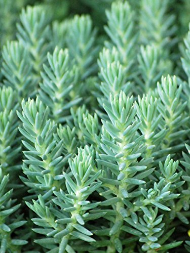 Perennial Farm Marketplace Sedum reflexum 'Blue Spruce' (Stonecrop) Groundcover, 1 Quart, Yellow Flowers