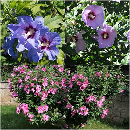 NOTSWOHHibiscus syriacus Seeds - Seeds (1,000 Seeds)