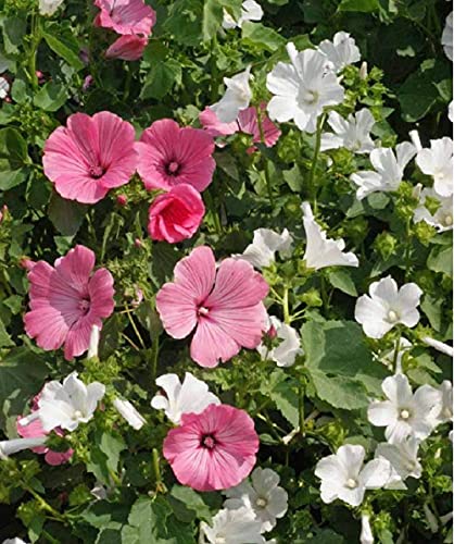 David's Garden Seeds Flower Lavatera Mallow Tree FBA-7113 (Multi) 200 Non-GMO, Heirloom Seeds