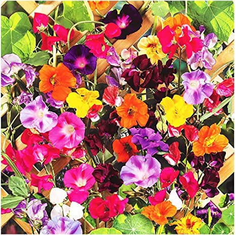 Colorful Mixed Climbing Vine Seeds - 200+ Seeds Mix Morning Glory, Nasturtium, Black Eyed Susan Vine and Sweet Pea