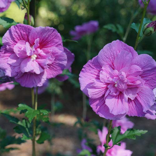 Proven Winners HIBPRC2157800 Dark Lavender Chiffon Rose of Sharon Live Plant, 4.5 in. Quart, Purple Flowers