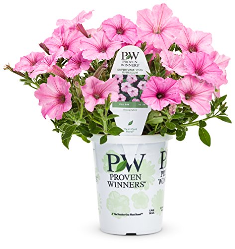 Proven Winners Petunia SUPERTUNIA Vista Bubblegum 4.25" (8-Pack)