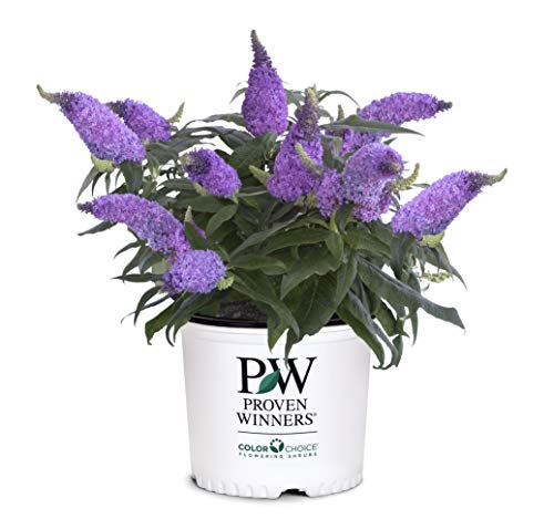 Proven Winner Pugster Amethyst Buddleia 2 Gal, Purple Blooms