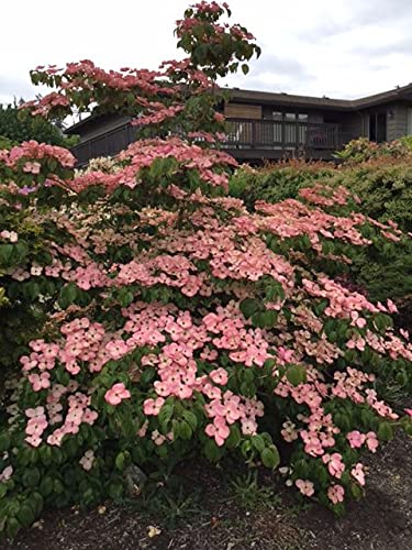 Pink Kousa Japanese Dogwood - Spring Flowering Tree - Live Plant Shipped 2 to 3 Feet Tall by DAS Farms (No California)