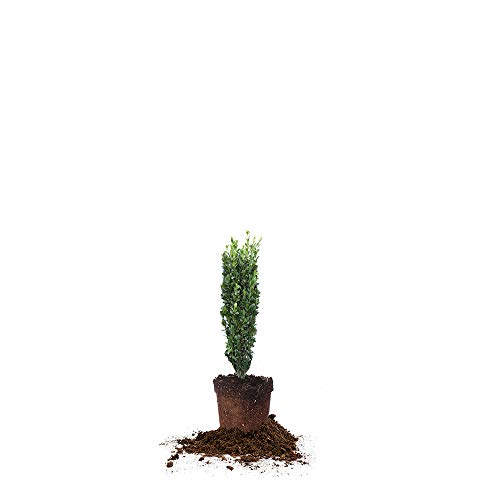 Perfect Plants Sky Pencil Holly Live Plant, 1-2ft, Includes Care Guide