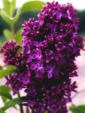 Monge Lilac, Starter Potted Plant, Dark Purple/Red Flowers, Great as a Accent Plant, Shrub, Border Starter Plant, in Dormancy