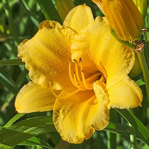 Stella D'oro Yellow Daylilies - 5 Bare Root Perennials Re-Bloomer