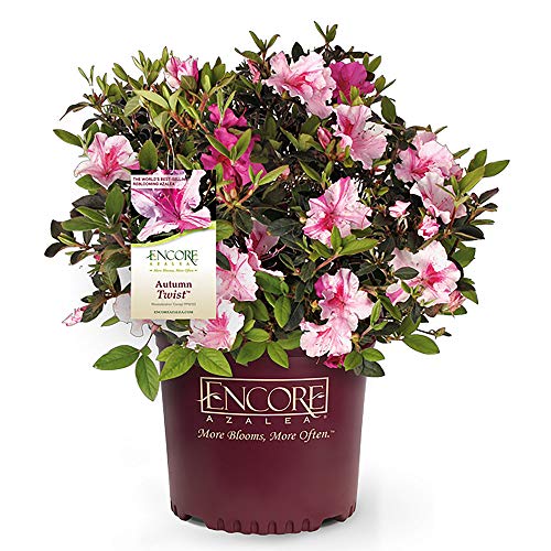 Encore Autumn Twist Azalea, 1 Gal, Bi-Color: Pink and Purple