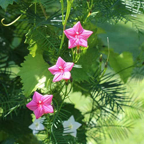 Outsidepride Ipomoea Pennata Rose Cypress Climbing Vine Plant Flowers - 100 Seeds