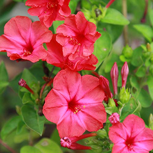 Outsidepride Mirabilis Jalapa Four O'Clock Red Flowering, Climbing, Trailing, Vine Plant Flower Seeds - 1 LB