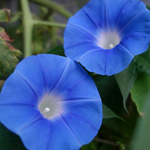 UtopiaSeeds Heavenly Blue Morning Blooming Vine Seeds - Heirloom Climbing Vine