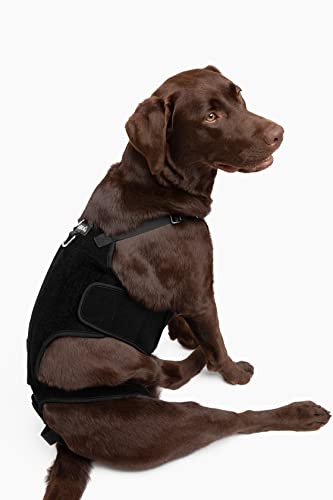 Labra Dog Canine K9 Back Brace - IVDD Spine Pain & Spinal Injury, Arthritis, Bulging Discs Brace for Corgis, Dachshund, Post Surgery Recovery, Rehab, Inflammation - Medium