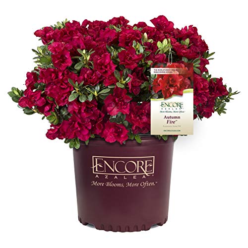 Brighter Blooms - Autumn Fire Encore Azalea, 3 Gallon - True Red Dwarf Azalea for Your Spring Garden - No Shipping to AZ