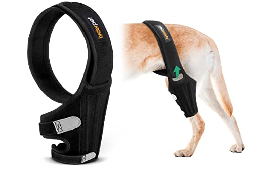 Lyderpet Dog Knee Brace for Torn ACL Hind Leg, Rear Leg Braces for Dogs Luxating Patella, Metal Spring Strong Support and Flexible Joint Care, Easy to Put On and Off Dog Braces for Back Leg Medium