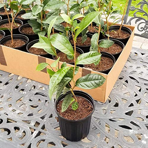 9EzTropical - Green Tea (Camellia sinensis) - 1 Plants - 2 Feet Fall - Ship in 1 Gal Pot
