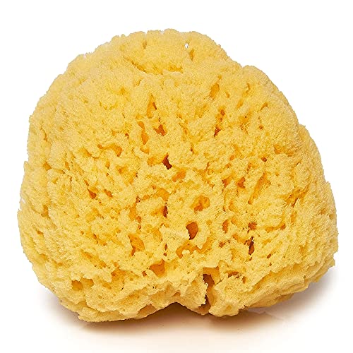 Sea Sponge for Bathing 5 inch-Softly Rough but Not Skin Irritating  Yellow, Natural Bath Sponge-Renewable Resource  Natural Sponge for Body and Shower-Lathers & Washes Really Well