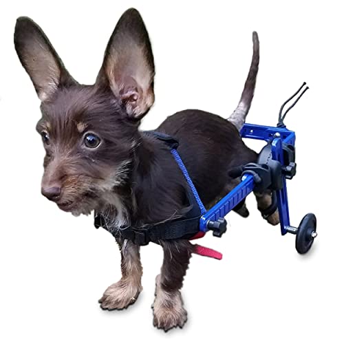 Walkin Wheels Mini Small Dog Wheelchair, Lightweight Dog Wheelchair for Back Legs, 2-10 lbs, for 3.5-6.5 inches Leg Height - Blue