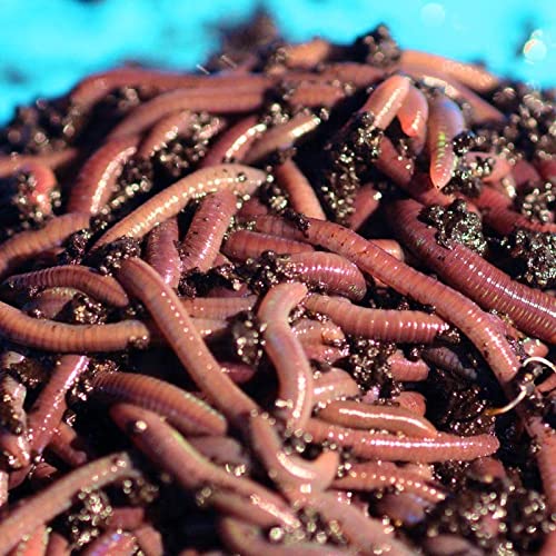 African Nightcrawlers, 2 LBS Live Worms