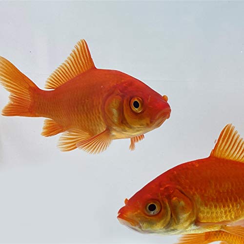 Toledo Goldfish Comet Goldfish from, Variety of Colors and Patterns - Perfect for Ponds, Aquariums, or Tanks - 3-4 Inches, 5 Count