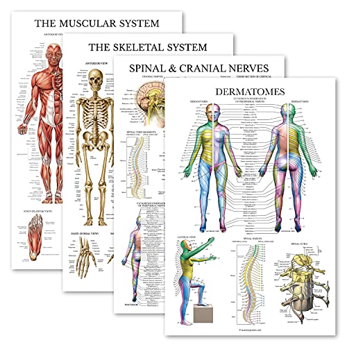 Palace Learning 4 Pack - Anatomical Poster Set - Laminated - Muscular, Skeletal, Spinal Nerves, Dermatomes - Anatomy Chart Set (LAMINATED, 18 x 24)