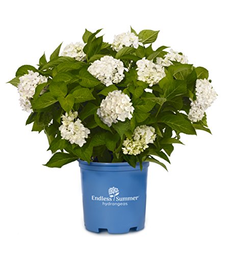 Endless Summer Collection - Hydrangea mac. Endless Summer 'Blushing Bride' (Reblooming Hydrangea) Shrub, RB light pink/white, #3 - Size Container