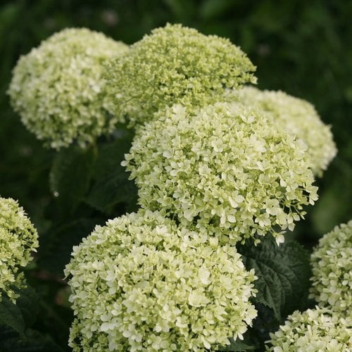 Live plant from Green Promise Farms arb. Invincibelle Limetta (Smooth Hydrangea) Shrub, 2-Size Container, Lime Green to White Flowers