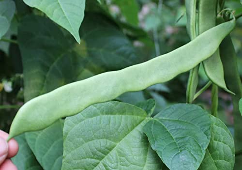 Pole Bean Seeds for Planting Vegetables and Fruits-Chinese Green Bean Seeds.French/Romano Pole Beans.Non GMO Garden Seeds for Home Vegetable Garden(30 Veggie Seeds Helda Bean)