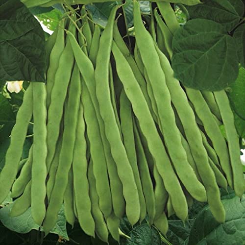 David's Garden Seeds Bean Pole Romano Qing Bian FBA-5217 (Green) 50 Non-GMO, Heirloom Seeds