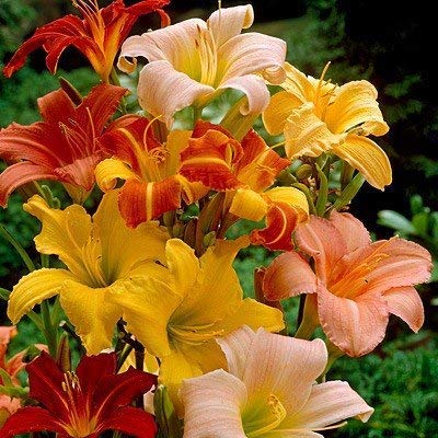 Daylily Mix (6 Pack of Bare Roots) - Summer Blooming Perennial Flowers