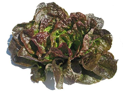 Bronze Mignonette Lettuce Butterhead Seeds - 50 Count Seed Pack - Non-GMO - A Heat-Tolerant and Slow to Bolt butterhead Lettuce Variety That has Been Around for Over 100 Years. - Country Creek LLC