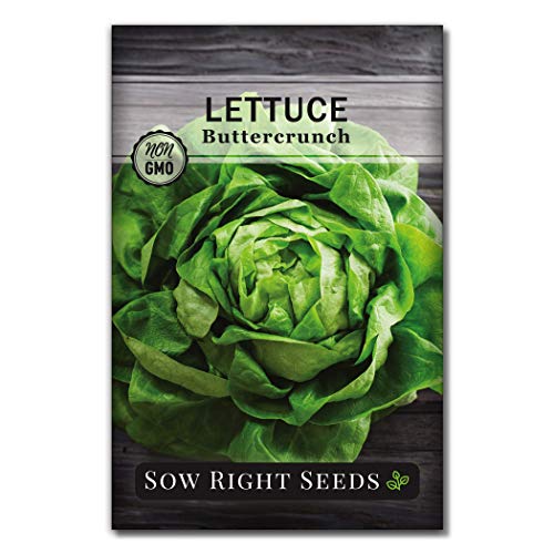 Sow Right Seeds - Buttercrunch Lettuce Seeds for Planting - Non-GMO Heirloom Packet with Instructions to Plant a Home Vegetable Garden, Indoors or Outdoor; Heat Tolerant Variety; Great Gardening Gift