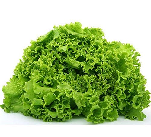 Green Salad Bowl Lettuce Seeds - 200 Count Seed Pack - Non-GMO - A Heat-Tolerant, Slow to Bolt, Oak Leaf Variety That Produces Tasty, Lime Green Leaves. - Country Creek LLC