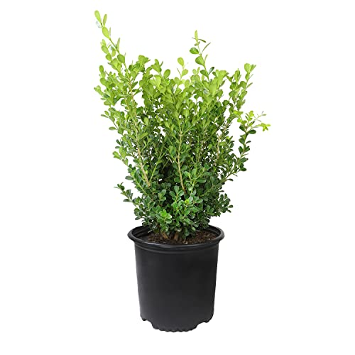 Buxus Japonica Plant (3G), Boxwood Shrubs Live in Planters for Outdoor Plants Live Evergreen Trees Live Plants, Live Outdoor Plants Potted Plants Live Outdoor, Live Trees Live Plant by Plants for Pets