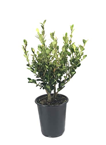 Winter Gem Boxwood | 12 Quart Size Plants | Buxus Microphylla Japonica | Fast Growing Cold Hardy Formal Evergreen Shrub