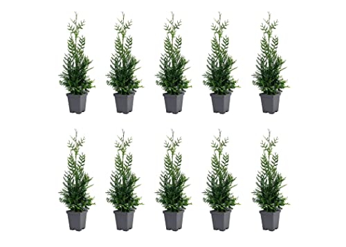 Thuja Arborvitae Green Giant - 10 Live Quart Size Plants - Evergreen Privacy Trees