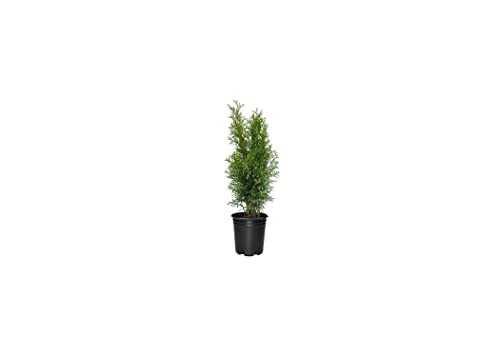 Arborvitae Emerald Green | 12 Live 4 Inch Pots | Thuja Occidentalis Smaragd Tree | Evergreen Privacy Screening Hedge Plants