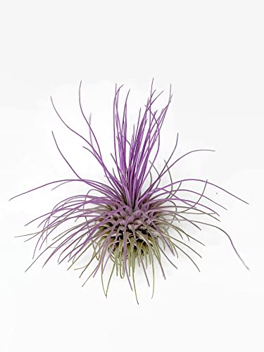 Thin Air Plant, Guatemala Tillandsia Live Airplant, Healthy Arrival Guaranteed, Great Indoor Plant, Home Decor & Gift (Lavender)