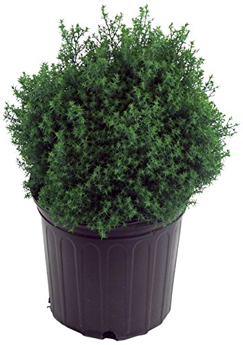 Chamaecyparis obt. 'Blue Feathers' (Hinoki Cypress) Evergreen, blue foliage, #2 - Size Container