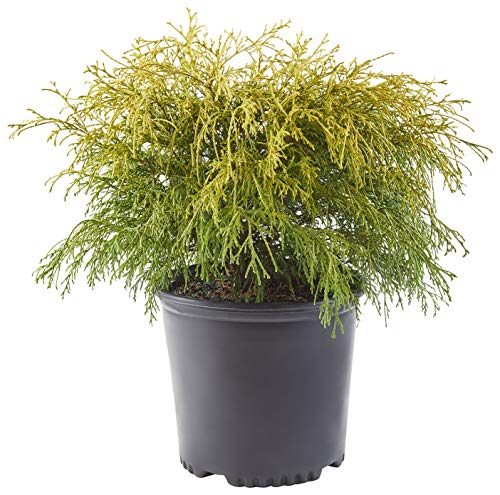 Shrub Gold Mop Cypress 2.25 Qt, 1 Gallon, Golden