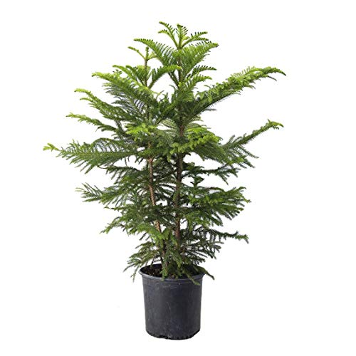 American Plant Exchange Live Norfolk Island Pine Plant, Plant Pot for Home and Garden Decor, 10" Pot