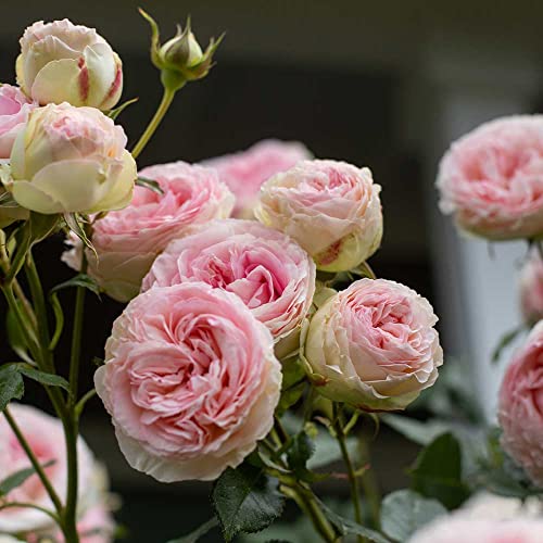 Heirloom Roses Rose Bush - The Eden Climbing Plant, Live Plants for Outdoors, Pink Climber Roses for Planting, One Gallon Potted Outdoor Flowers