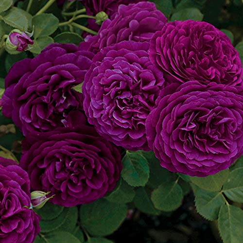 Twilight Zone Grandiflora Rose by Heirloom Roses - Fragrant Purple Rose Bush, Live Plants Outdoor