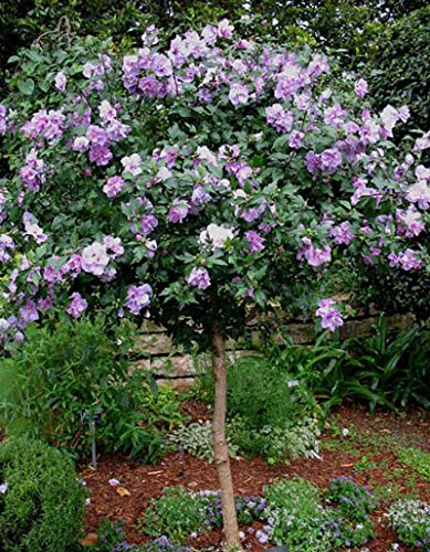 Brighter Blooms - Lavender Rose of Sharon Althea Tree, 4-5 Ft. - Vibrant Blooms on a Space-Saving Tree - No Shipping to AZ