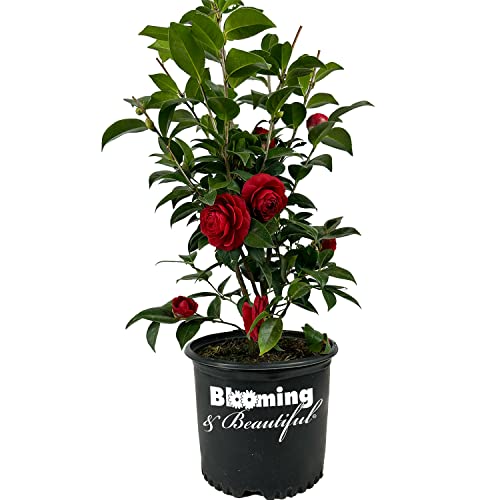 Black Tie Camellia - 3 Gal - Evergreen Shrub - Deep Dark True Red Formal Double Bloom - Late Winter/Early Spring - Hardiness Zones 7-9 - Camellia Japonica Black Tie - 3 Gallon Pot