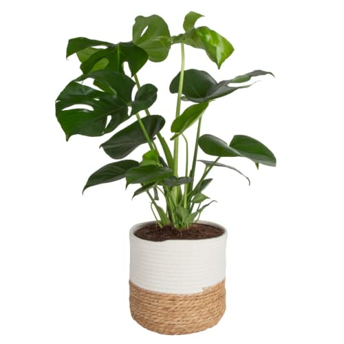 Costa Farms Monstera, Live Indoor Plant, Swiss Cheese Plant in Premium Natural Weave Decor Planter, Beautiful Potted Houseplant, Tropical Decor, Home Decor, Room Decor, Office Decor, 2-3 Feet Tall