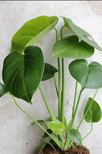 5 Pack Monstera Delicious 'Swiss Cheese Plant' Live Plants Easy to Grow Edible Fruits Tropical Indoor or Outdoor