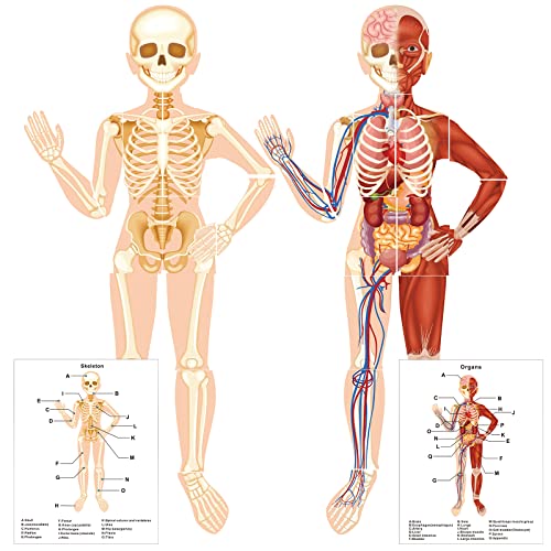 63 Pieces Human Body Magnetic Puzzle Set Human Skeleton Organs Muscles Anatomy Magnetic Accents Body Parts Recognition Learning Kit for Kids Toddler Kindergarten Preschool Classroom Home Decoration