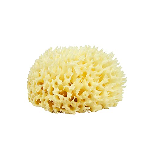 Neptune Natural Sea Wool Sponge - All Natural Honeycomb Renewable Sea Sponge, Medium, Approx. 4 Inches